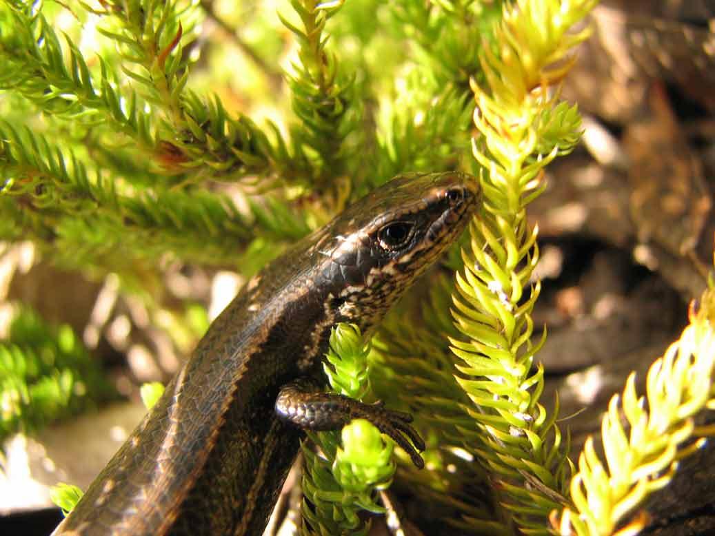 skink