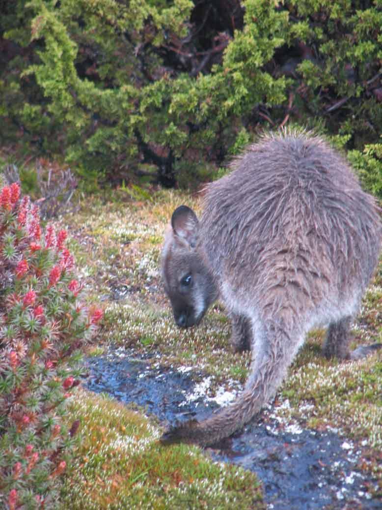 wallaby