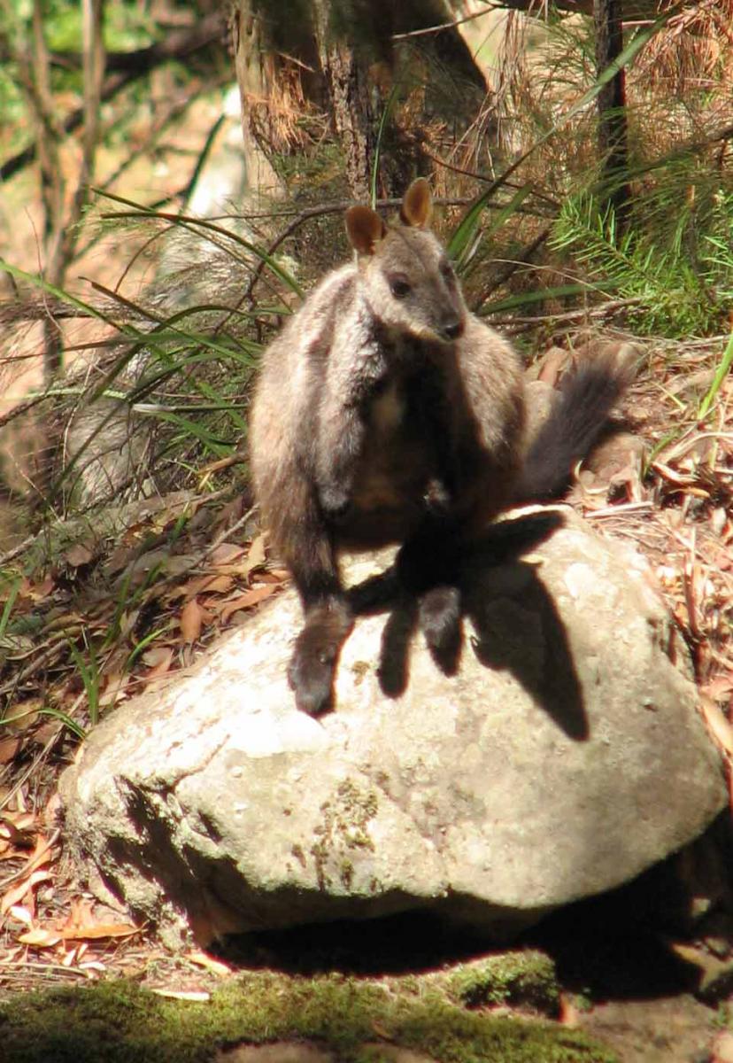 rock wallaby2