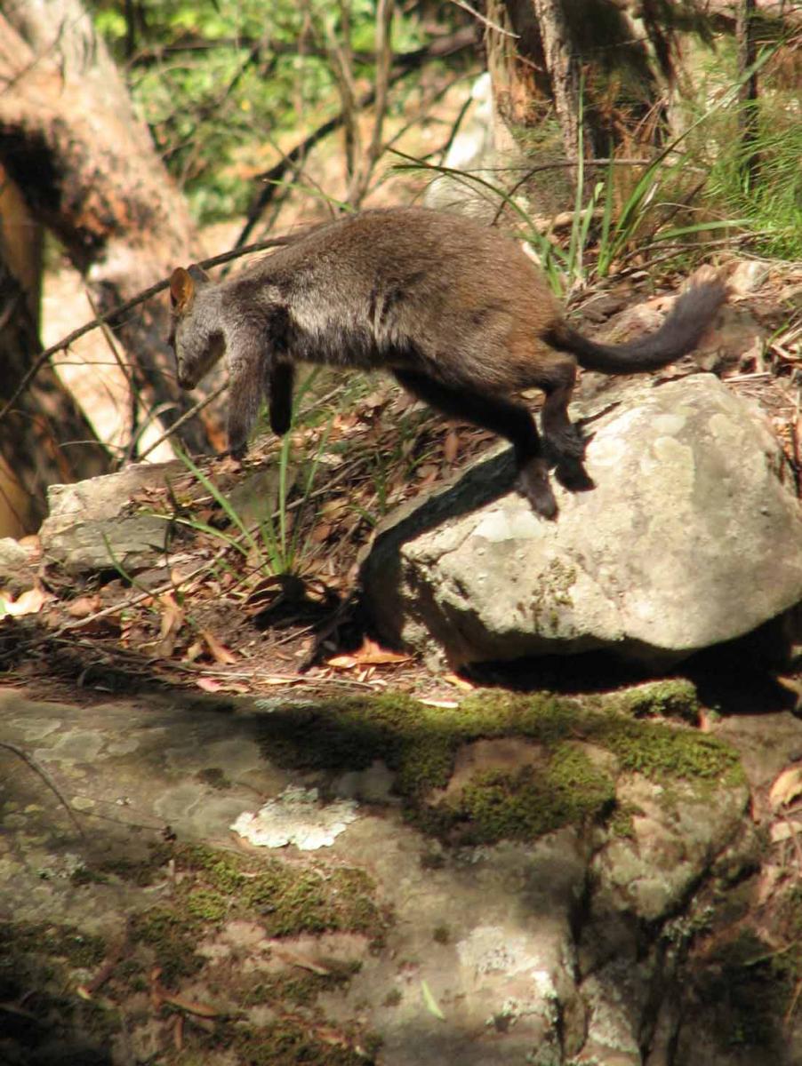 brush tailed rock wallaby