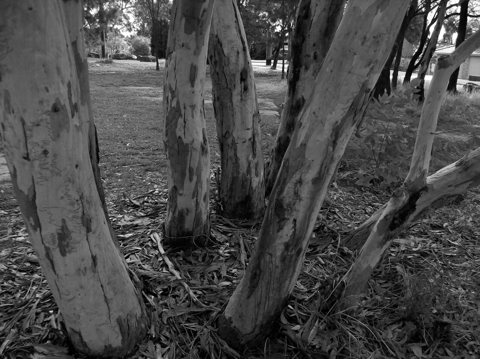 A gathering of gums