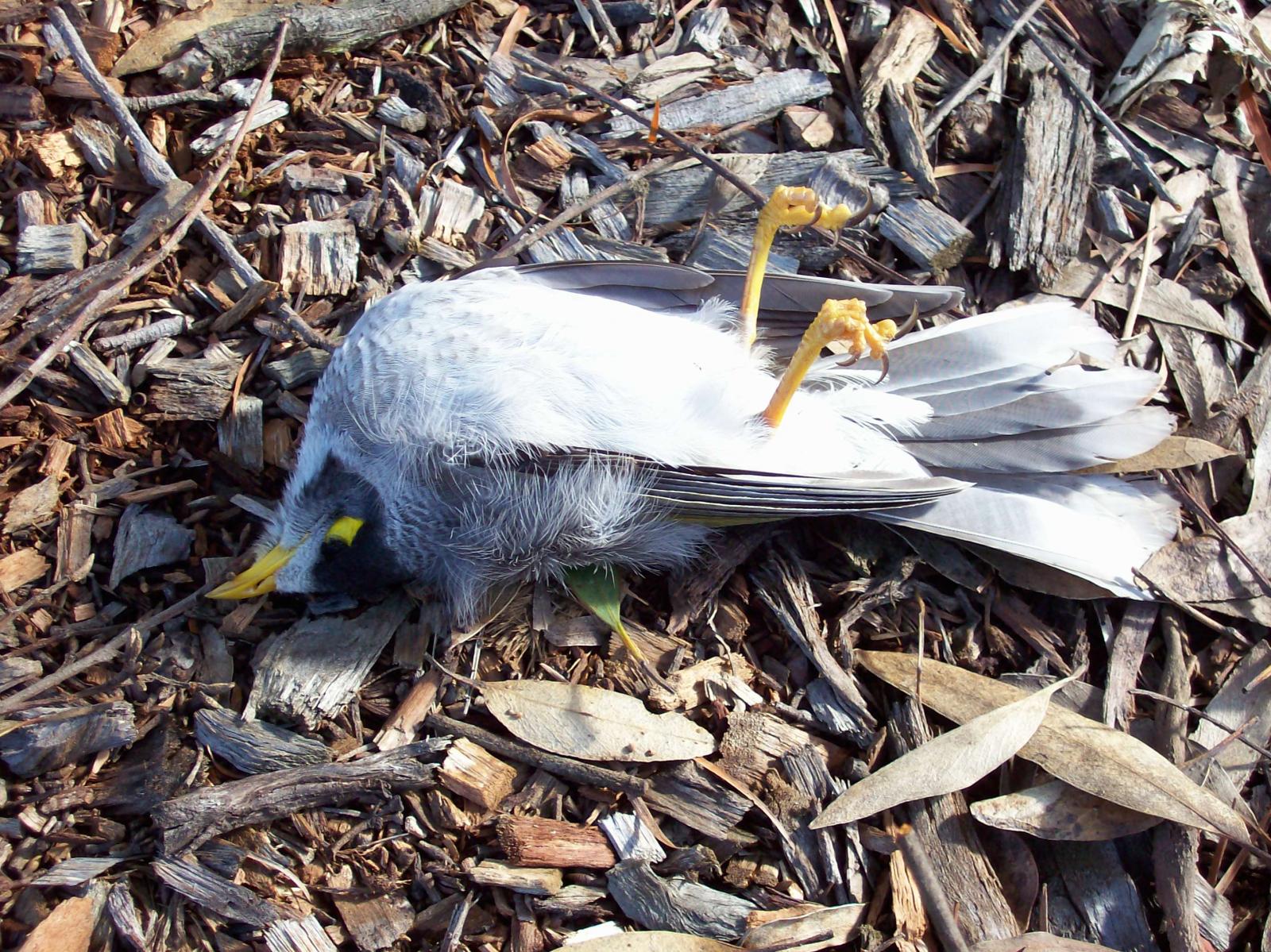 Dead bird feeding mushrooms-The cycles of life