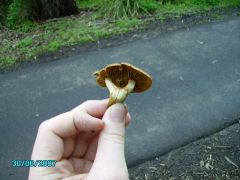 siamese mushroom