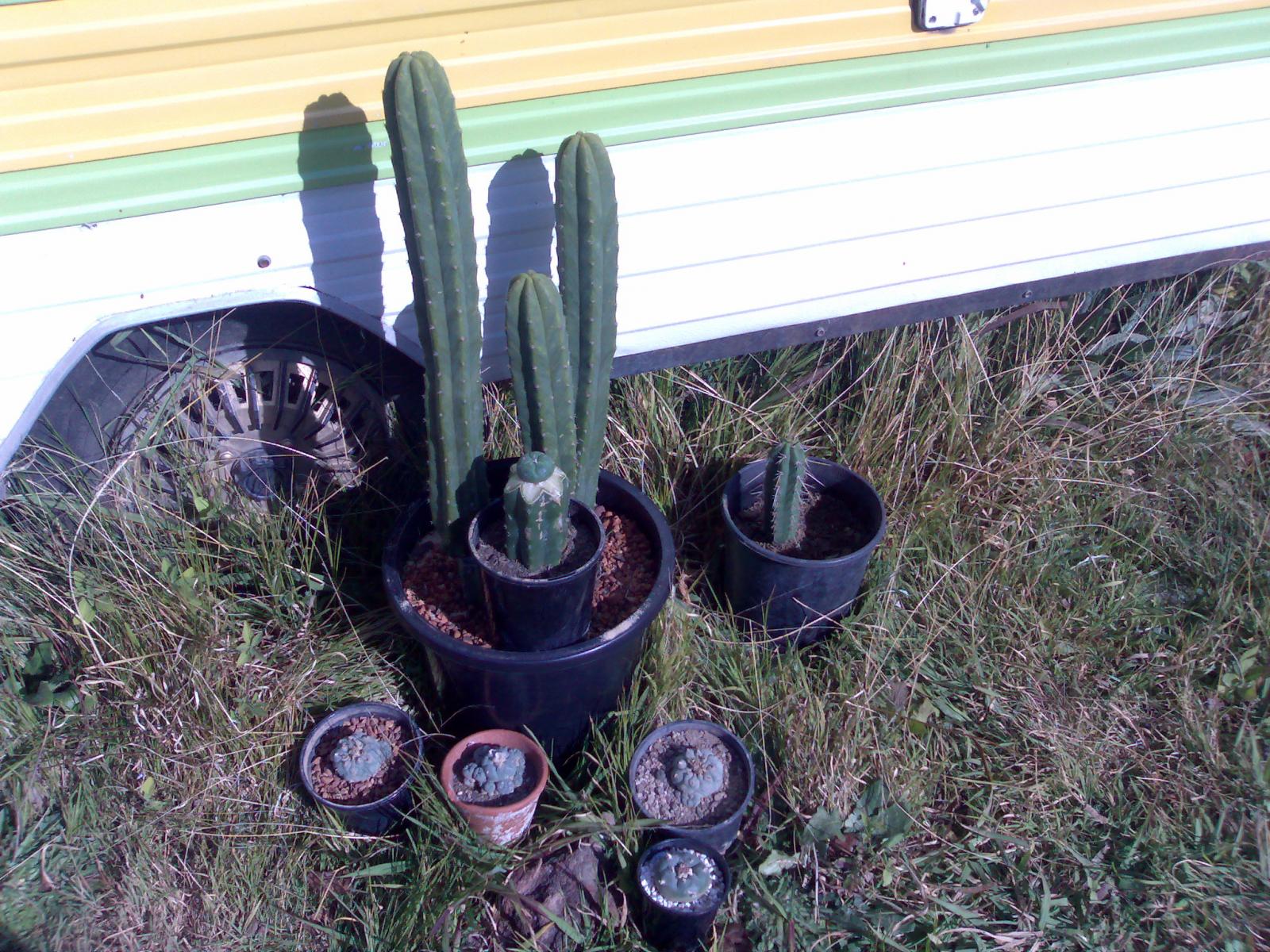 my cactus colection