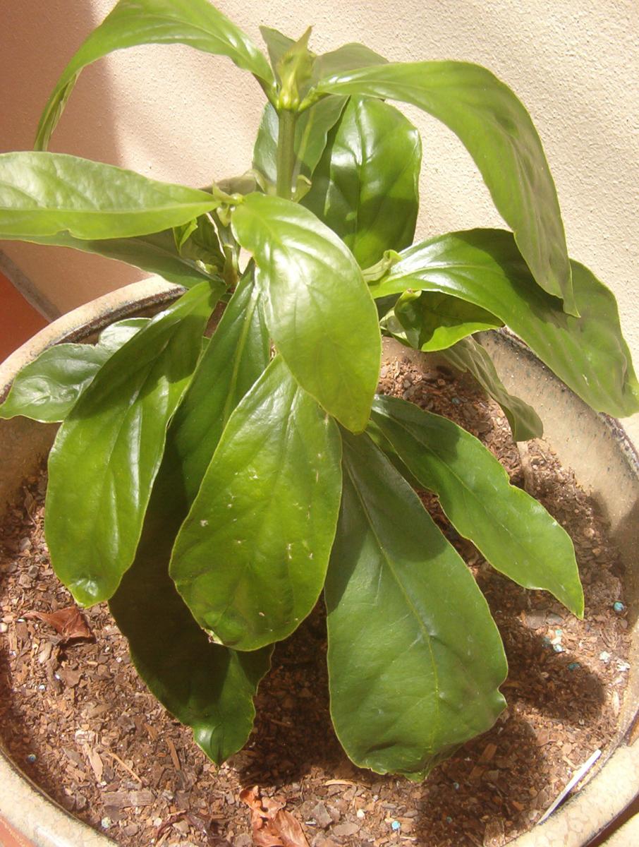 Baby Psychotria
