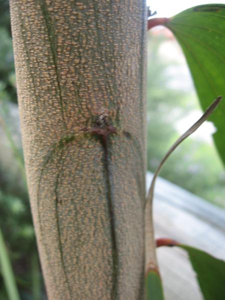 SE QLD Acacia Identification ???