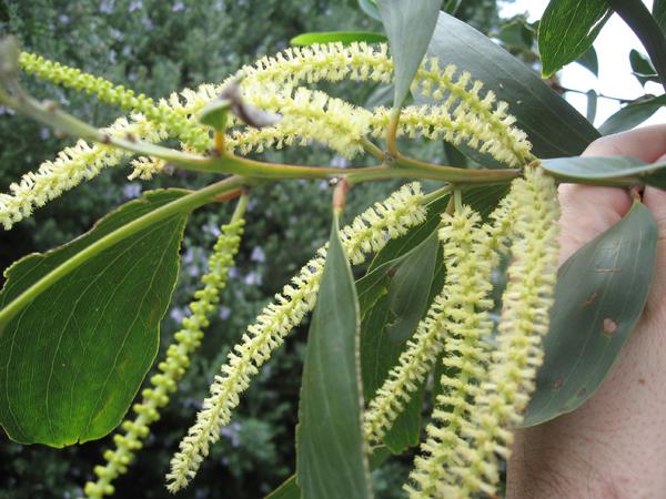 SE QLD Acacia Identification ???