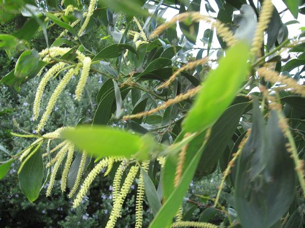 SE QLD Acacia Identification ???