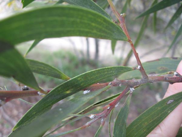 SE QLD Acacia Identification ???