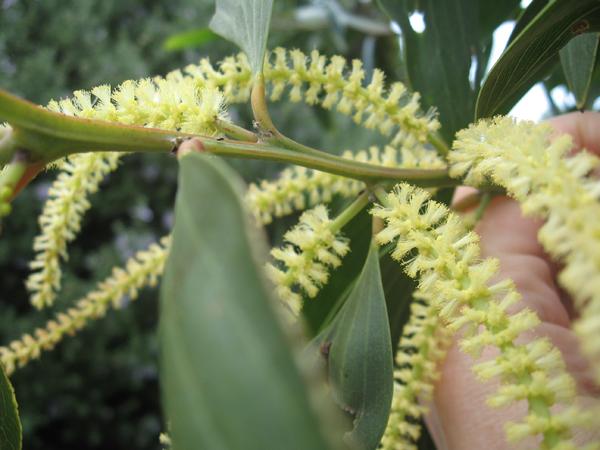 SE QLD Acacia Identification ???