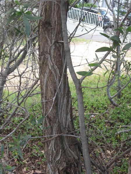 SE QLD Acacia Identification ???