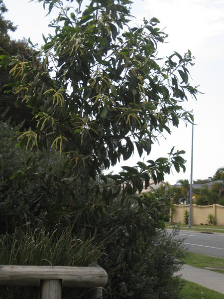 SE QLD Acacia Identification ???