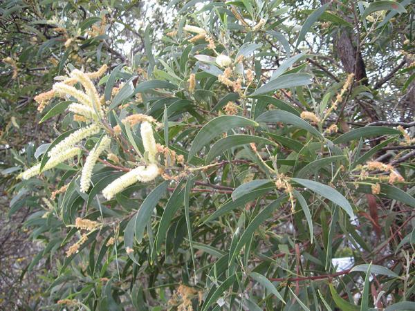 SE QLD Acacia Identification ???