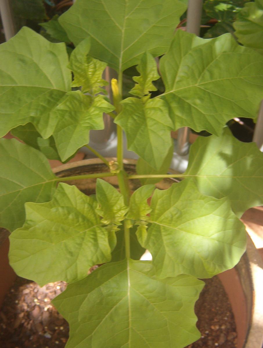 Datura Innoxia (3 weeks old)