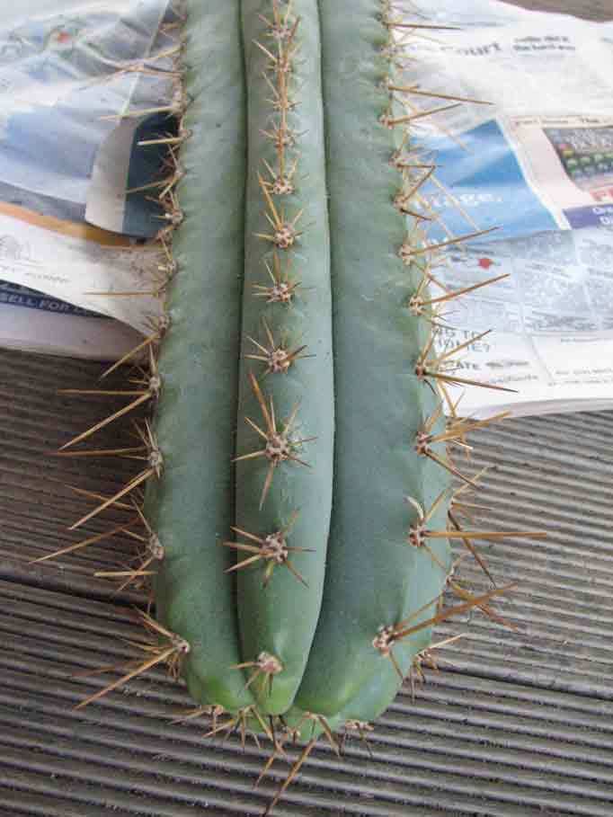 tacaquirensis2.jpg