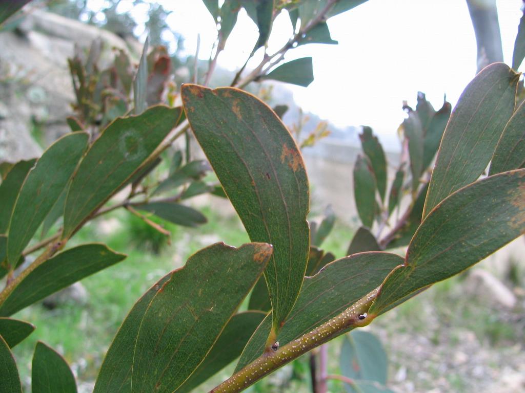 Suspected A. alpina/A. phlebophylla hybrid