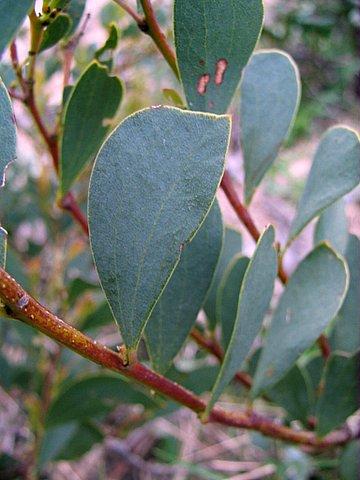 Acacia alpina