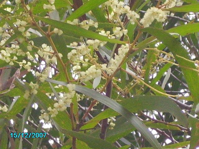 Acacia obtusifolia