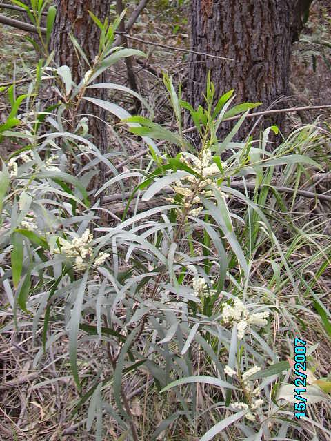 Acacia obtusifolia