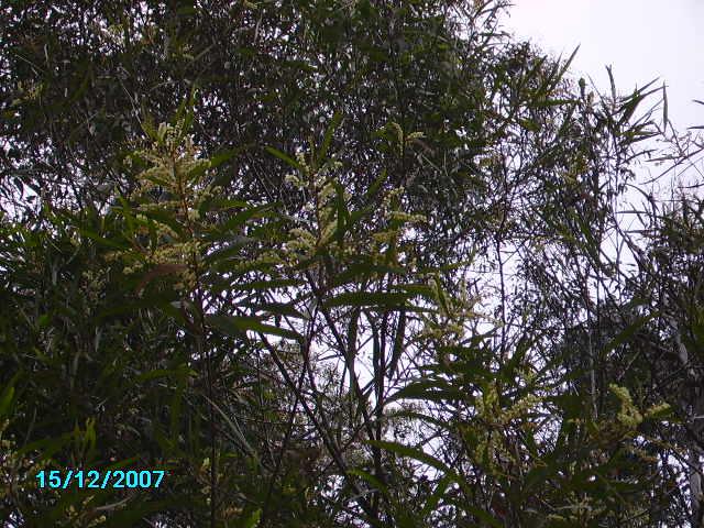 A. obtusifolia