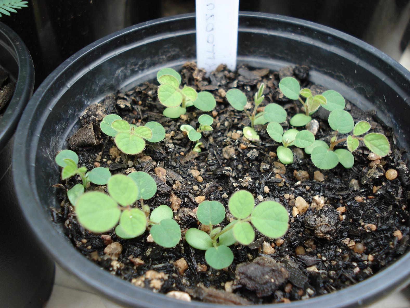 Phyllodium pulchellum seedlings