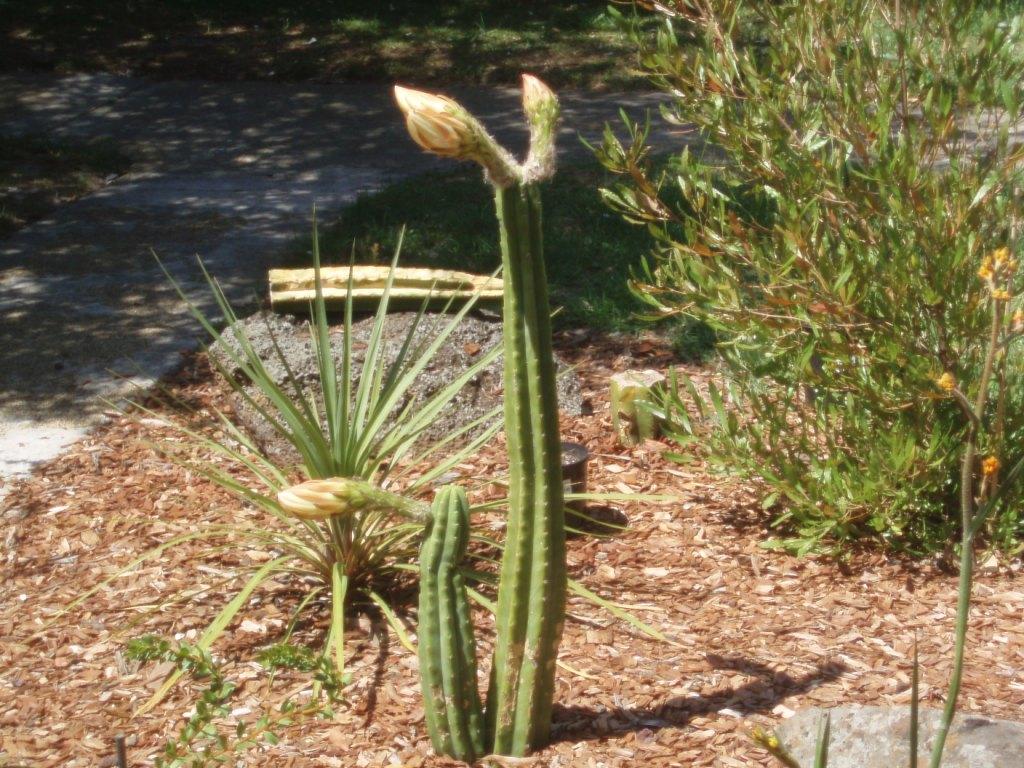 Flowering T. Paachanoi