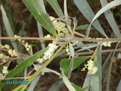 A. obtusifolia