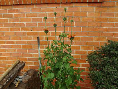 Leonotis Nepetifolia  - First Flowering,1.JPG