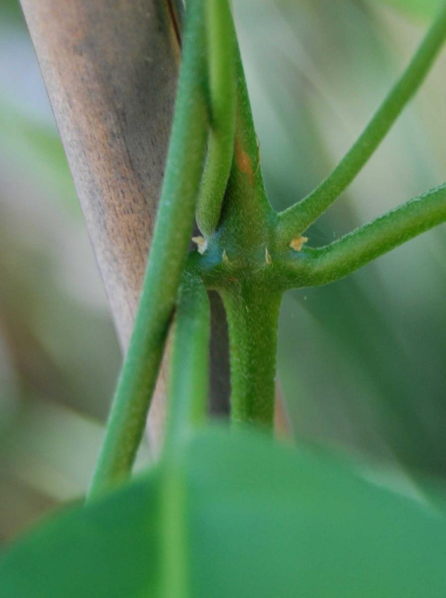 Stipules of B. caapi