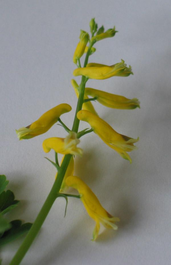 Corydalis  heterocarpa2