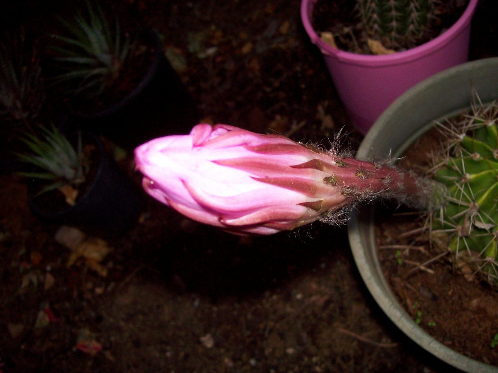 Echinopsis oxygona - Easter Lily Cactus flower bud
