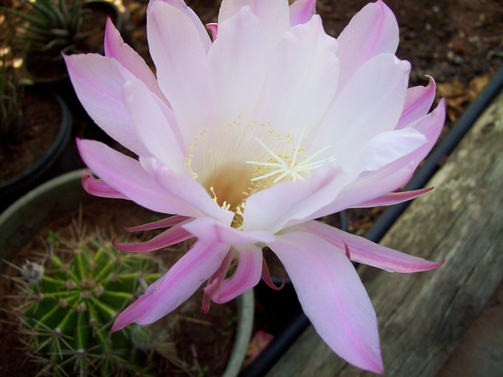 Echinopsis oxygona - Easter Lily Cactus in flower