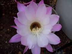 Echinopsis oxygona - Easter Lily Cactus flower