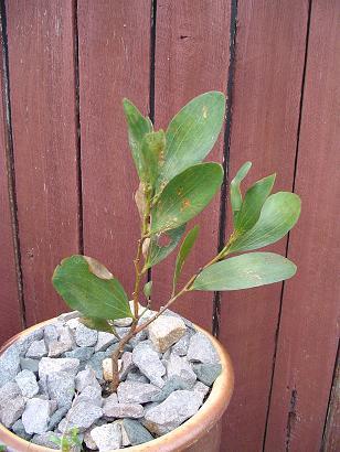 Acacia phlebophylla 2005