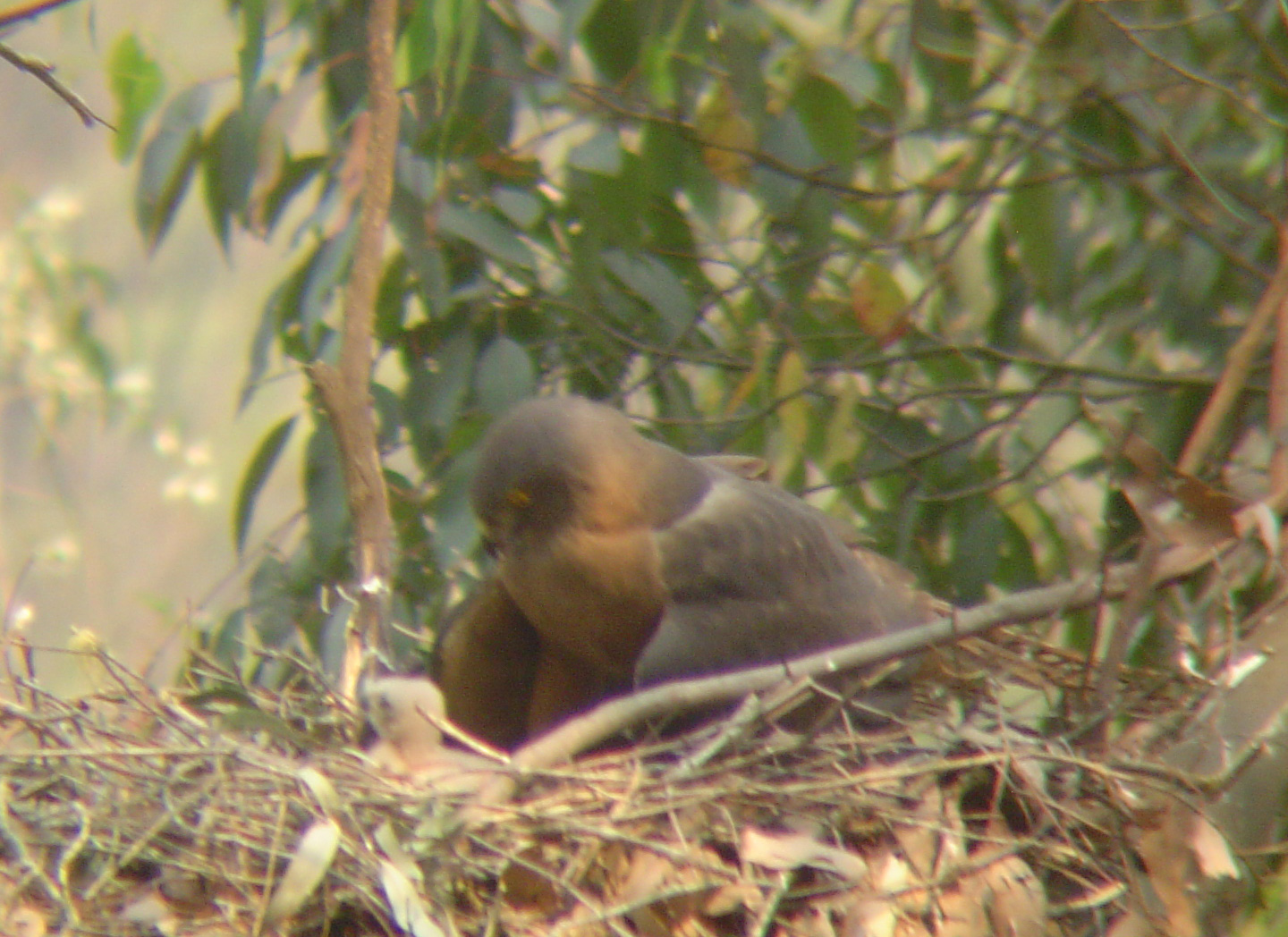 goshawk2