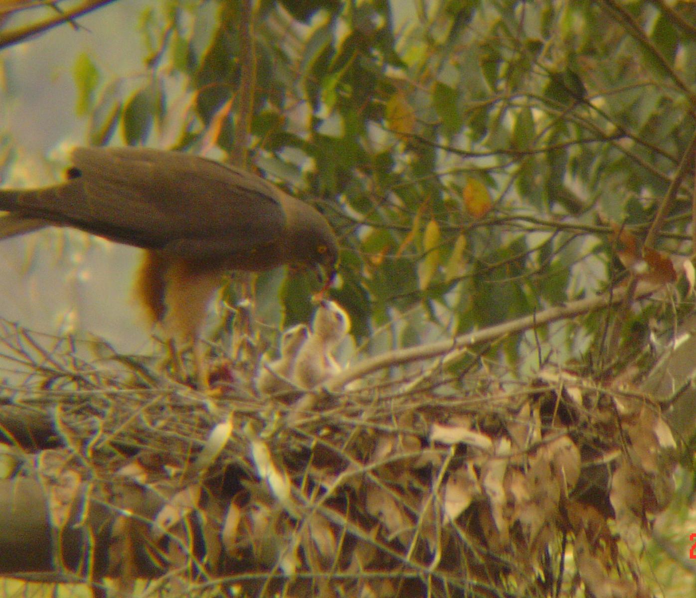 goshawk1