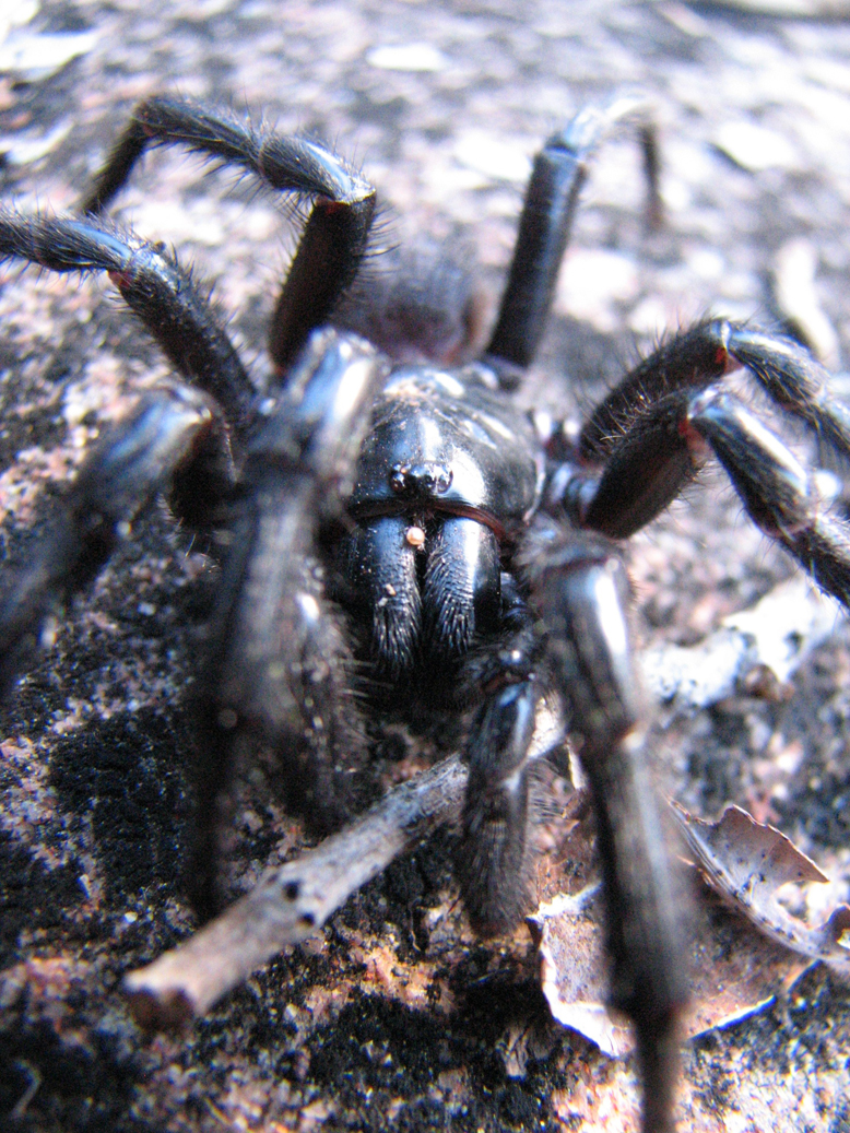 sydney funnel web