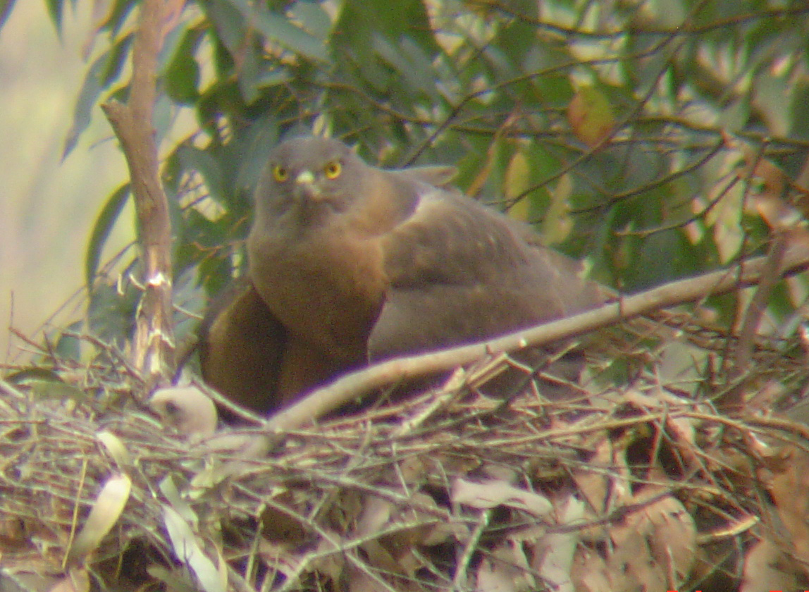 goshawk3