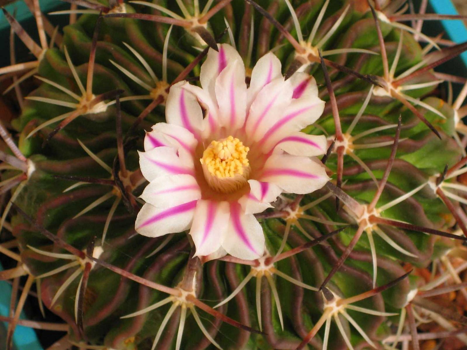 Stenocactus flower
