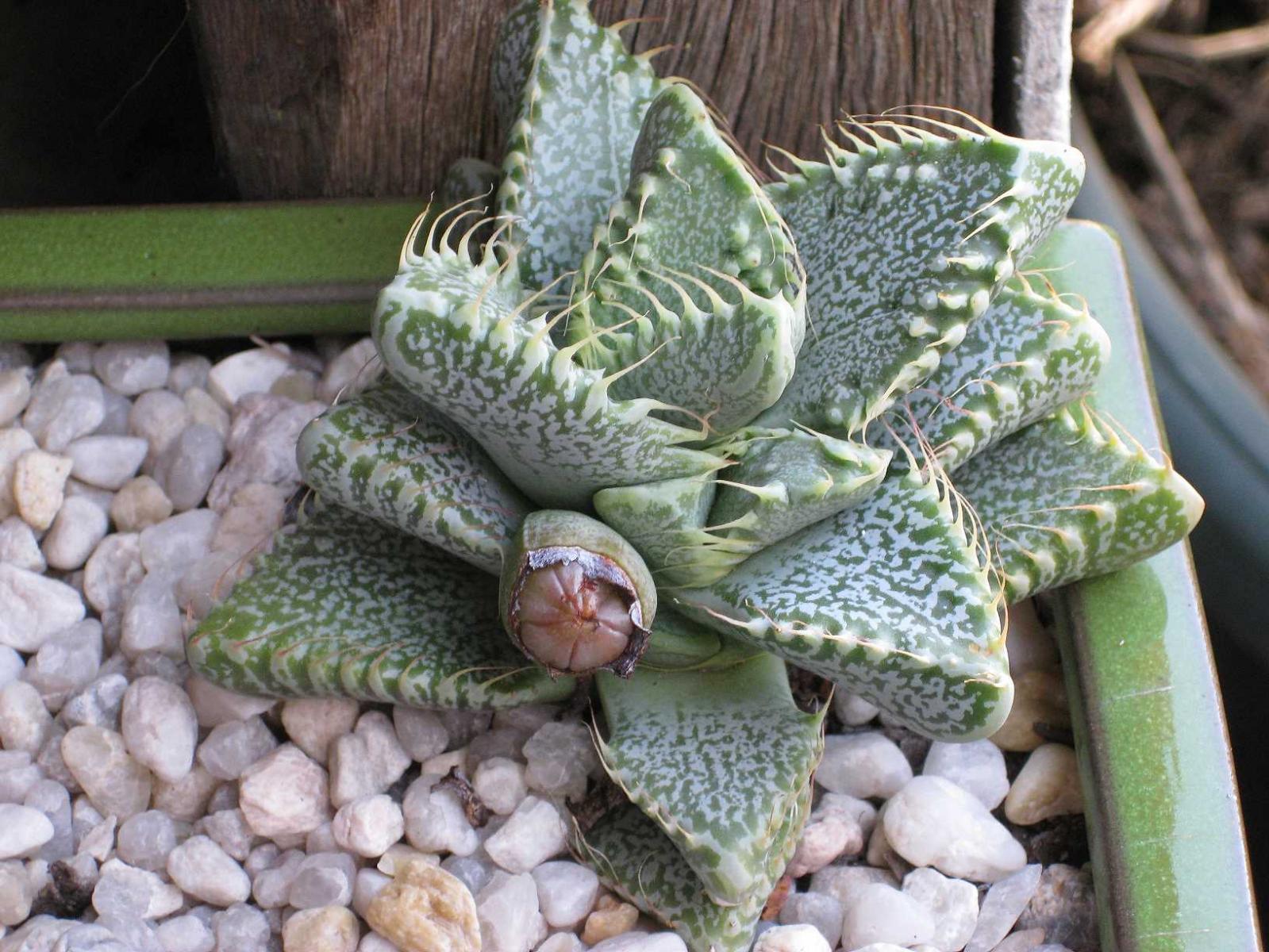 Faucaria tigrina