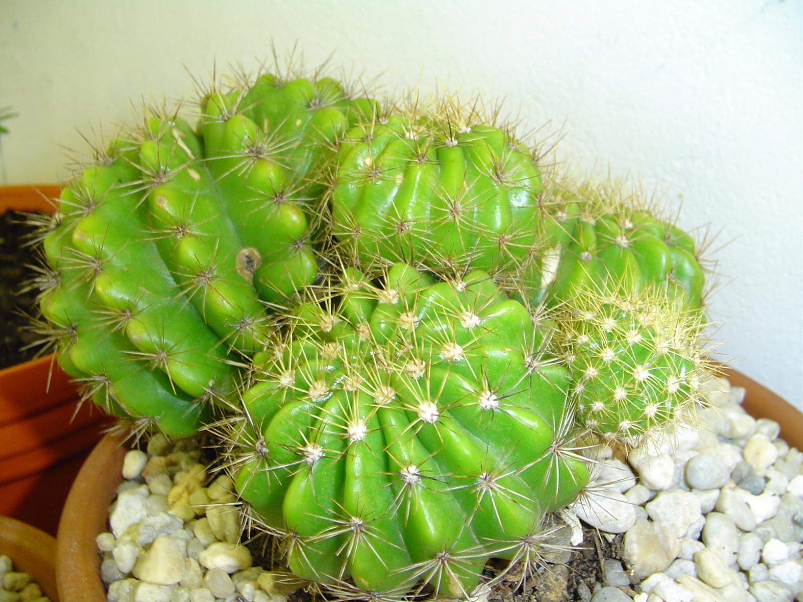 Echinopsis