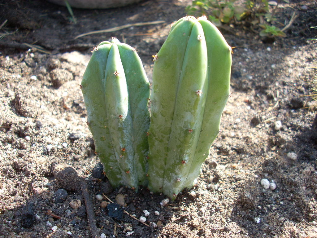 store bought cactus 2 (echinopsis?)
