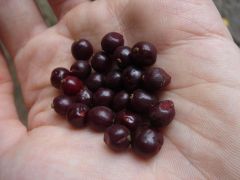 handfull of Chacruna berries
