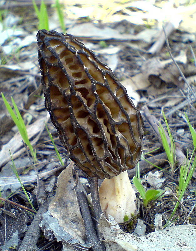 Morchella elata