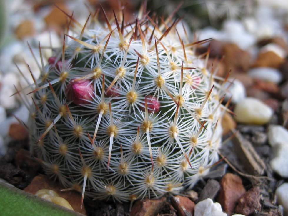 More information about "Mammillaria"