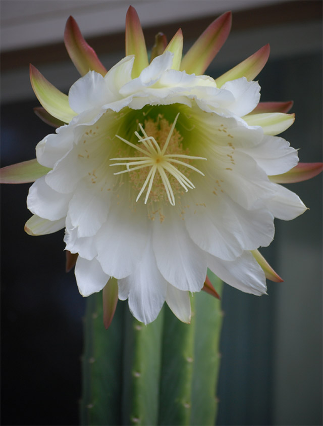 pachanoi flower