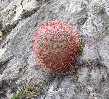 007 Whetstone Mountains barrel cactus.jpg