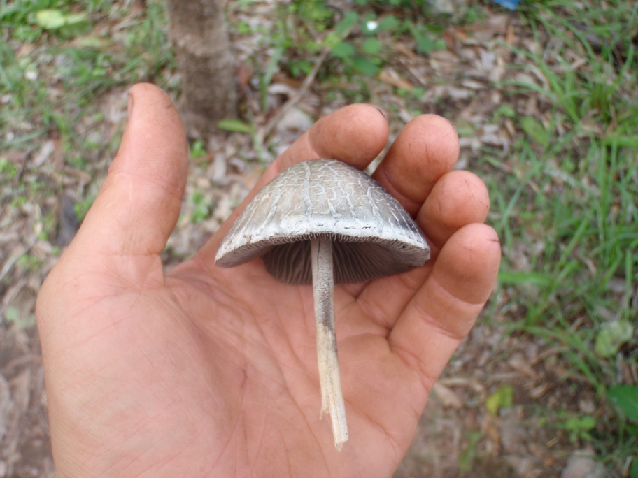 shroom5.JPG