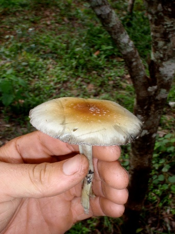 shroom2.JPG