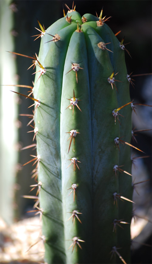 seed grown as pachanoi